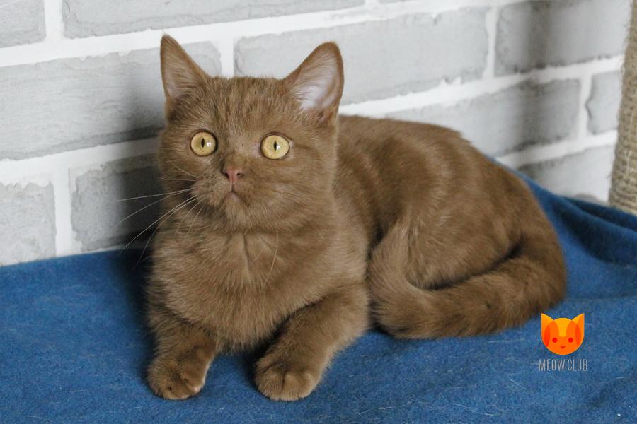Stive MeowClub *BY
