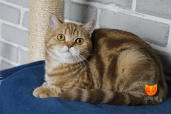Ophelia MeowClub *BY