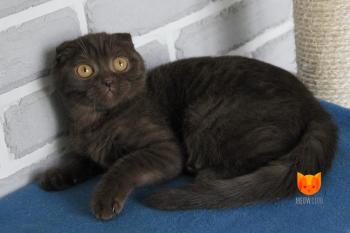 Polly MeowClub *BY