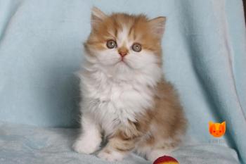 Ice Cream MeowClub *BY