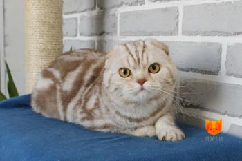 Emerald MeowClub *BY