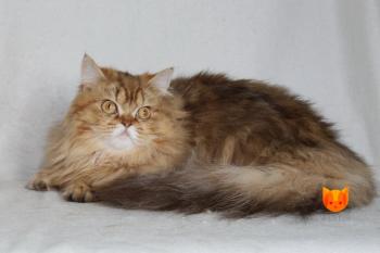 Zabava MeowClub *BY