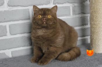 Ustin MeowClub *BY