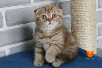 Eddie MeowClub *BY