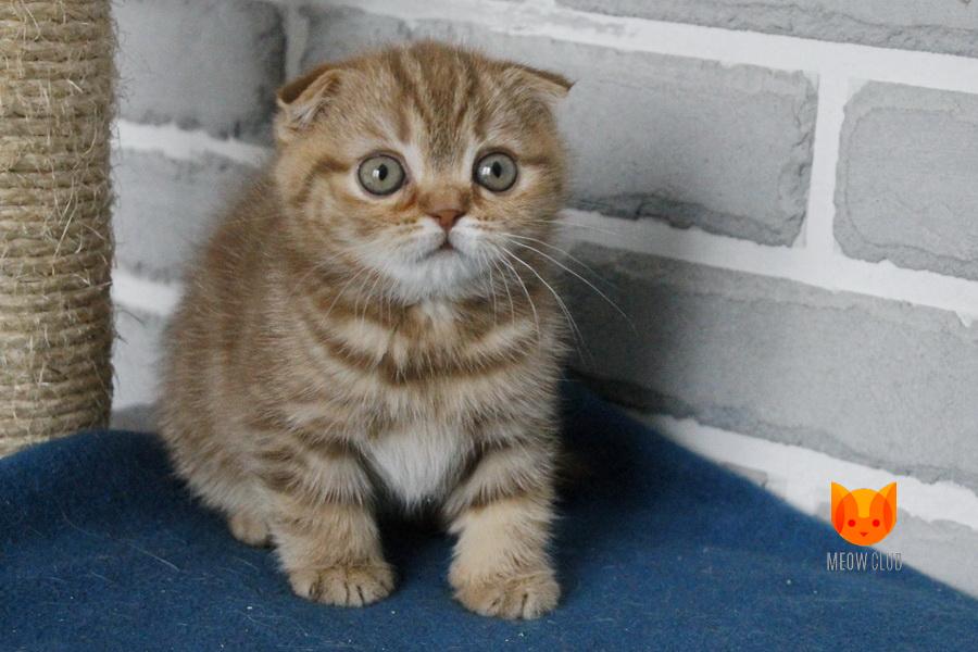 Eva MeowClub *BY