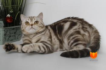 Winston MeowClub *BY