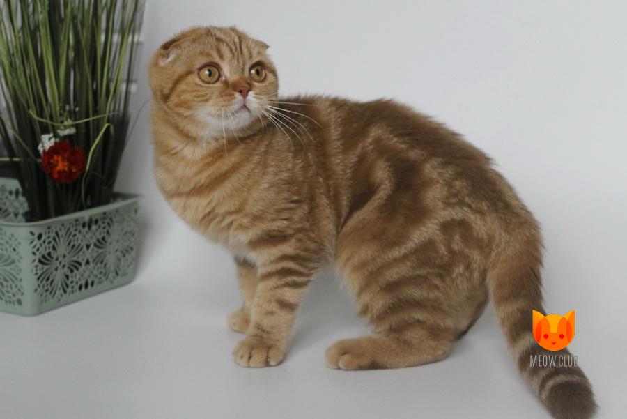 Expresso MeowClub *BY