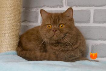 Hloe MeowClub *BY