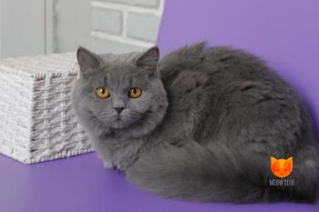 Handy MeowClub *BY