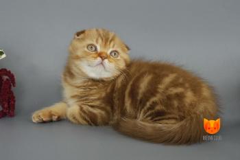 Olaf MeowClub *BY