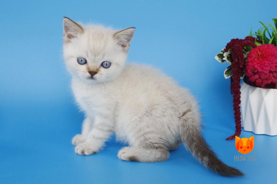 Rufus MeowClub *BY