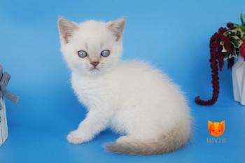 Raff MeowClub *BY