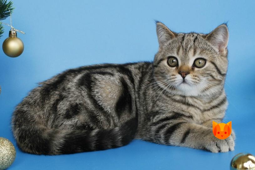 Ulmar MeowClub *BY