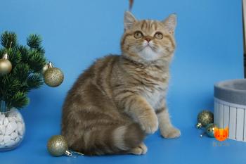 Samba MeowClub *BY