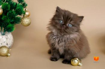 Avalon MeowClub *BY