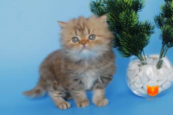 Hector MeowClub *BY