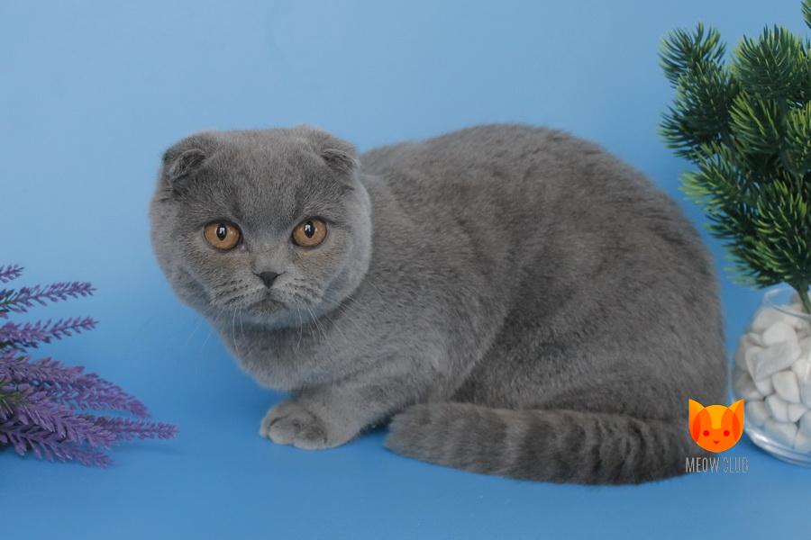 Alesia MeowClub *BY