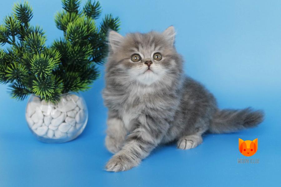 Marcus MeowClub *BY