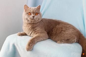 Felicity MeowClub *BY