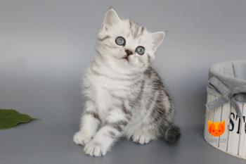 Ustina MeowClub *BY