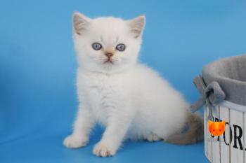 Reya MeowClub *BY