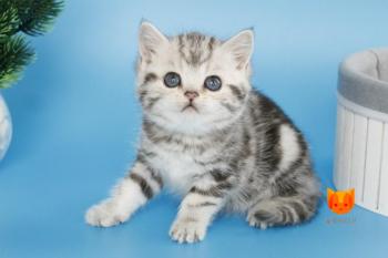Esenia MeowClub *BY