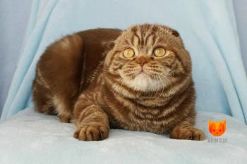 Browni MeowClub *BY