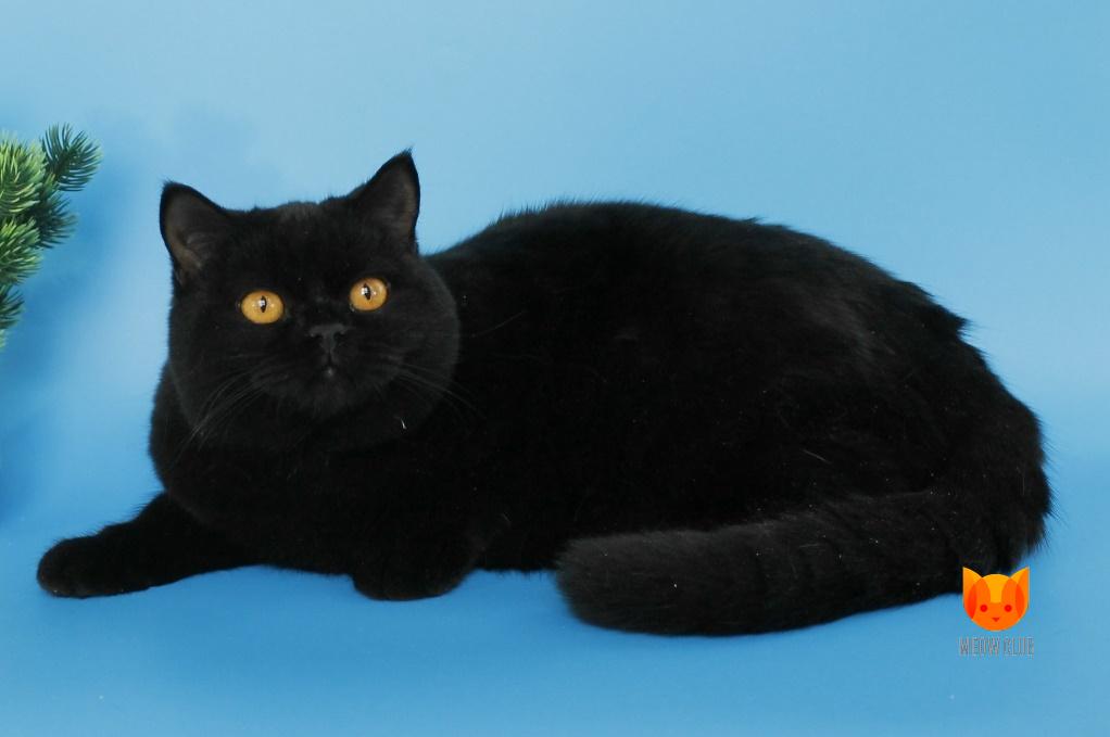 Mike MeowClub *BY
