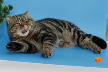 Elizar MeowClub *BY
