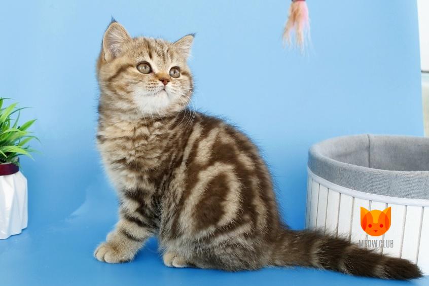 Conny MeowСlub *BY