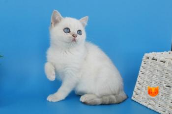 Imir MeowClub *BY