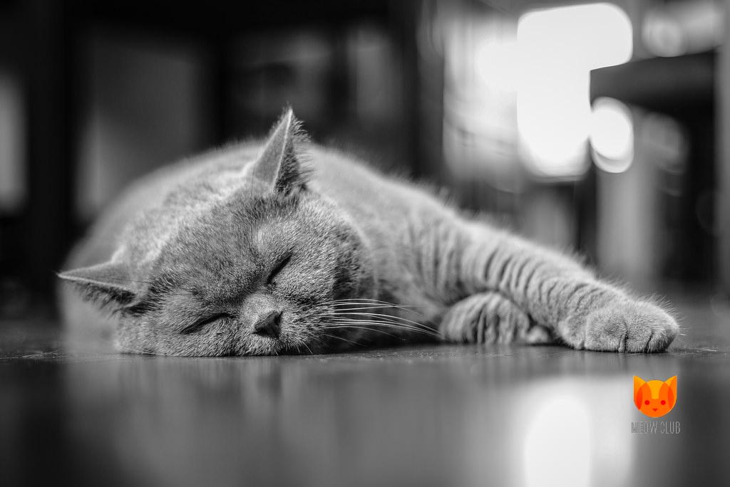 Причины бесплодия у кошек и котов