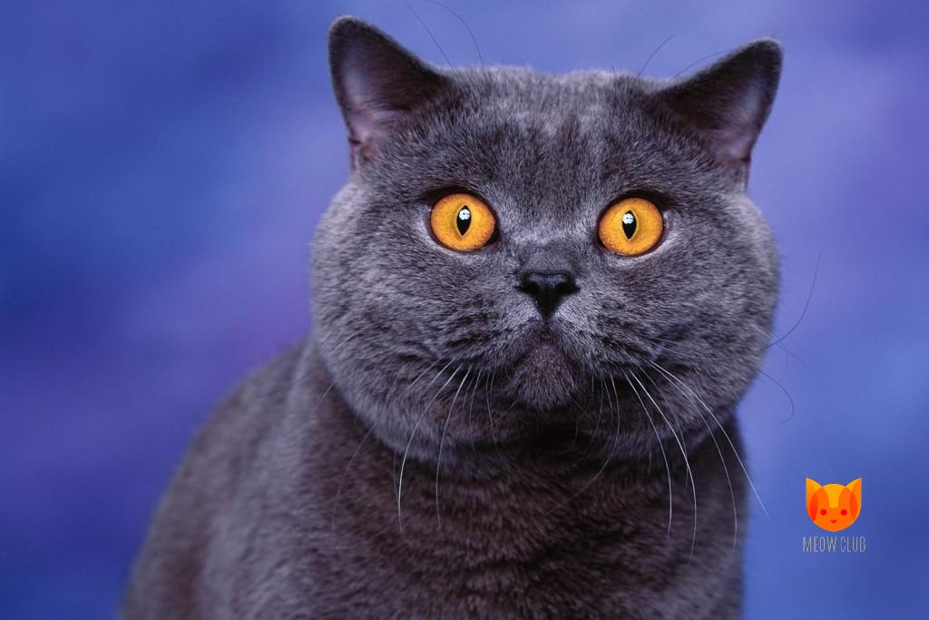 Почему кошки так любят есть траву?