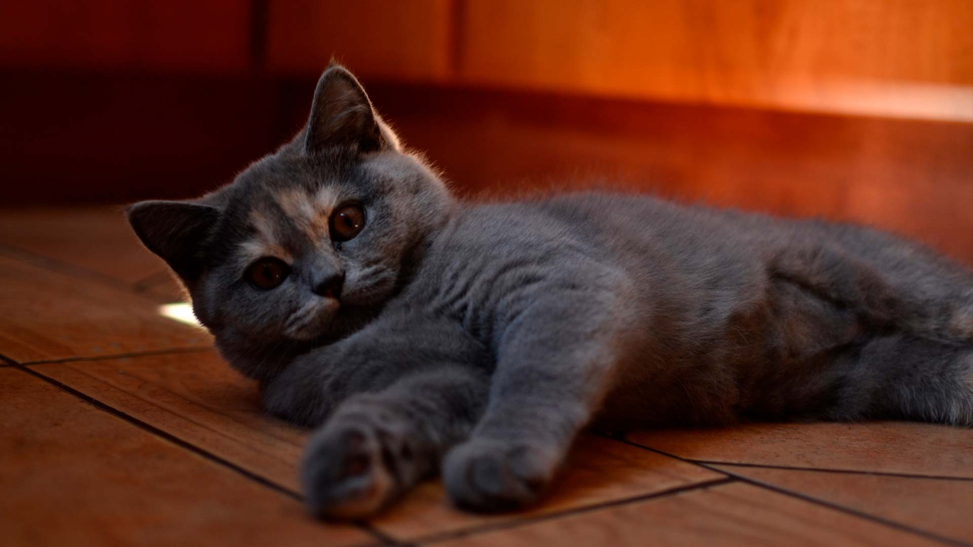 У нас есть котята